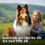 #콜리견종 #콜리특성 #반려동물 #우아한개 #지능높은개 #콜리역사 #양치기개 #애완견 #장모종콜리 #단모종콜리 #트라이컬러개 #세이블앤화이트... 