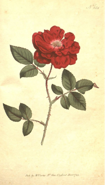 The Botanical magazine, or, Flower-garden displayed ... /by William Curtis. | 꽃그림, 그림, 유화