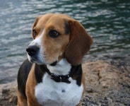 like this gorgeous beagle | 비글