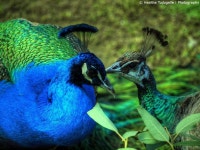 Imagem relacionada | 공작