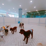 #꿈린놀이방  #       #dogkindergarten #꿈에개린 #꿈린 #강남강아지호텔 #대형견호텔 #강남강아지유치원 #애견호텔 #애견유치원 #강아지호텔...