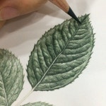 Work in progress - Leaf of Rose in colored pencils . 색연필로 장미 잎사귀 그리기 . 도서 ‘기초보태컬아트’ 中”