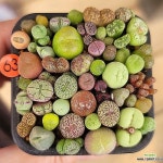 코노모듬 (파일로슬롬 파가에 칼큘러스 부르게리 위트 알앤와이 교배종 블랜덤 포에니세움등)(Conophytum phoeniceum) - 코노피튬... 