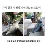 고양이가 떠나간 자리에는.. 이야기 1에 있는 핀