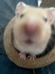 Pin by 두식 김 on 코봉이 | Cute hamsters, Cute small animals, Cute stuffed animals