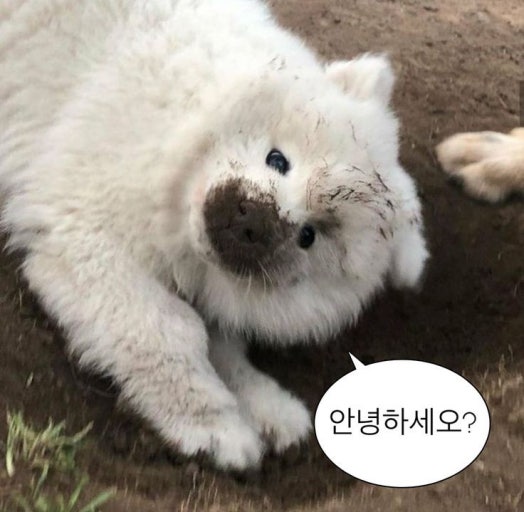 에스짐 이미지