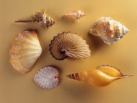 Seashells | 바다 조개, 조개 껍질, 껍질