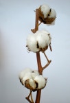 The greatest diversity of wild cotton species is found in Mexico, followed by Australia and Africa. | 목화, 한국화