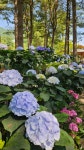 Pin page Pin by 기원 김 on Flower in 2024 | Plant care, Hydrangea, Plants