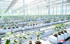 북변땅의 남새온실농장이 전하는 절세위인의 인민사랑 - 2020