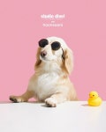 Studio dive pet: 귀여운 강아지 Studio dive pet: 귀여운 강아지 in 2024 | Dog images, Dogs, Puppies