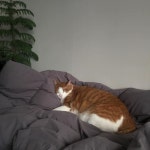 두두시루 on Instagram: “잘자 뚱띠야” (с изображениями)