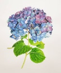 수채 보태니컬 아트: 수국 그림