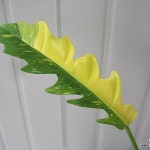 필로덴드론 링오브파이어,링오브화이어C2587-동일품배송 - 관엽식물(Foliage)