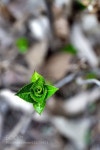 새싹 by yla0odv5nn. @go4fotos | 새싹, 식물, 꽃 정원