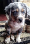 Beautiful Creatures에 관한 90개의 최상의 Pinterest 이미지 Beautiful Creatures