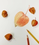 보태니컬 아트에 있는 핀