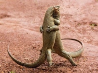 Top 10 Award Winning Images of Animals: Some interesting and unique style of animals and birds | 웃긴 동물 사진, 웃긴 동물... 