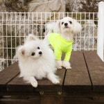 #shalvah & #땡이 . . . #이천애견운동장 #아리아펫 . . . . #pomeranian #pom #dogsofinstagram #doggy #babydog🐶 #cutedog