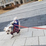 #좀만참아줘#1일1산책#엄마랑단둘이산책#세찌#세젤귀세찌#우리집막둥이#애견일상#개린이#펫스타그램#인스타펫#독스타그램#반려견... 