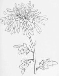 Chrysanthemum | 꽃 삽화, 꽃 그리기, 색연필 그림
