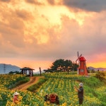 Pin page 김영수 on Instagram: 🌻🌈🌻 강주 해바라기 🌻🌈🌻 축제기간 6월 24일 ~ 7월 14일 🚙 경남 함안군 법수면 강주리 439-2... 
