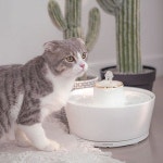 [리뷰] [펫맘] 워터 강아지 고양이 도자기 정수기 2L
