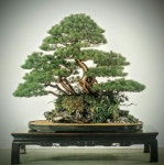 Pin oleh 정현택 남성 di Bonsai insp2020