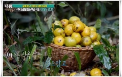 와일드망고 씨앗 추출물이 식욕억제에 도움이되는 이유 | 다이어트 음식, 다이어트, 음식