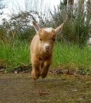 Goats에 관한 58개의 최상의 Pinterest 이미지 | 농장 동물, 염소 및 농장 Goats