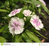 White sweet william stock image. Image of grass, botanic - 16378675(이미지 포함) | 색연필