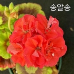 송알송 (제라늄)(Geranium/Pelargonium) - 관엽식물(Foliage)