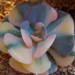 큐빅프로스티금 6/5-117(E. pulvinata Frosty) - 다육금(Variegated)