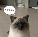 내만내짤