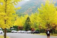 [경주 가볼만한 곳]은행나무가 아름다운 경주 용담정(동학 발상지) | 아름다운, 여행, 입구 문