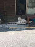 봉천동 복돌이