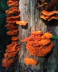MUSHROOM에 있는 siren yolo님의 핀