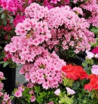 철쭉 [ Chul JJuk ] Royal Azalea