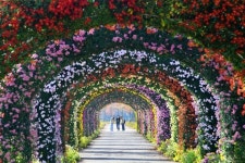 “단풍 없어도 괜찮아”… 요즘 국화로 주목받는 가을 꽃 여행지 2곳 “단풍 없어도 괜찮아”… 요즘 국화로 주목받는 가을 꽃 여행지 2곳 | 단풍... 