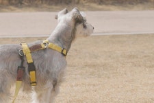 NTPET 니즈더펫 | 갤러리