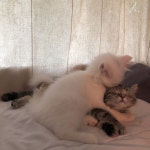 ปักพินโดย ㅎㅅㅇ ใน 고양ㅇㅣ