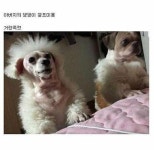 강아지 셀프미용