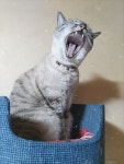 Pin page CATS에 있는 Barbara님의 핀