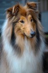 Sable & White Rough Collie | Rough collie, Collie dog, Dog breeds