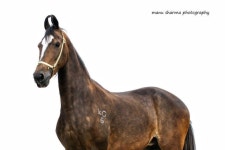 Horses - Breeds - Marwari에 있는 핀