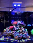 tank에 관한 8개의 최상의 Pinterest 이미지 | 해수 수족관, 물고기자리 및 생선 tank