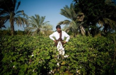 INDIAN COTTON FARMER WITH A YOUNG COTTON CROP | 농부