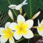 러브하와이-맛있는향기다육-대품(Plumeria alba) - 공기정화식물(air purifying plants)