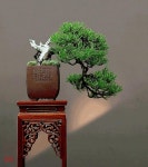 월출산분재그림경매장 | Bonsai in meinen Schalen-Bonsai in my pots - bonsaikeramik peter krebs #indoorbonsaitrees | 분재, 그림