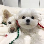 산책하고 뽀송 목욕도 했지요 ! . . . . . . . . . . #멍스타그램... 독스타그램 #인스타펫#일상#강아지#반려견#믹스견#fluffy#mixedbreed…”